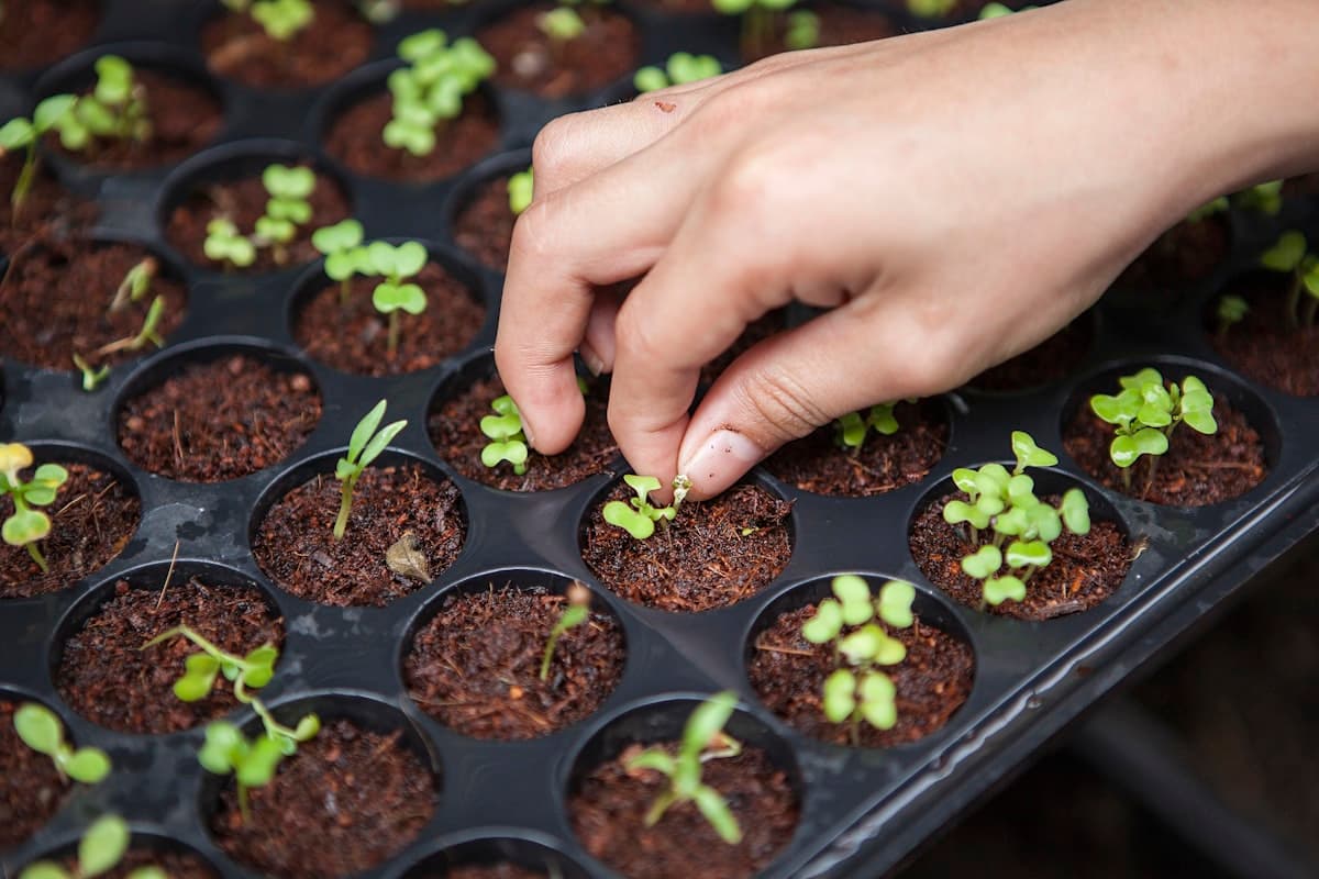 Origin vs. Seedling: High-Touch Carbon Support vs. Autonomous Enterprise Infrastructure